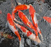Japanese Koi 6-7"
